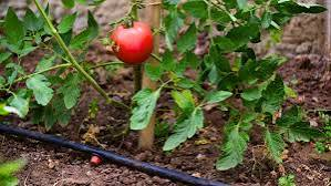 Drip Irrigation For Tomato Plant