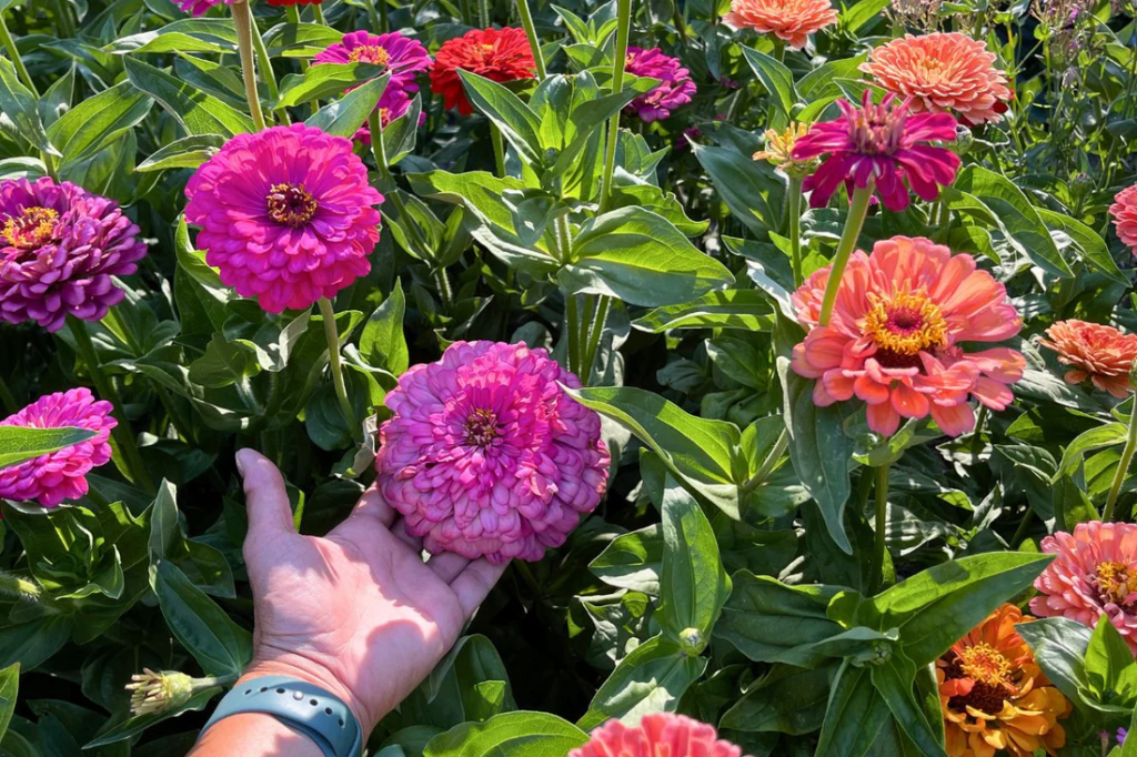 Best fast growing plants for outdoor gardens