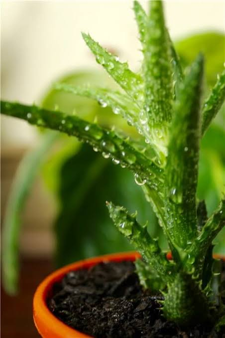 Water Aloe Vera Plants