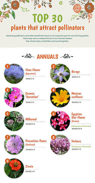 Best Plants for Pollinator Gardens