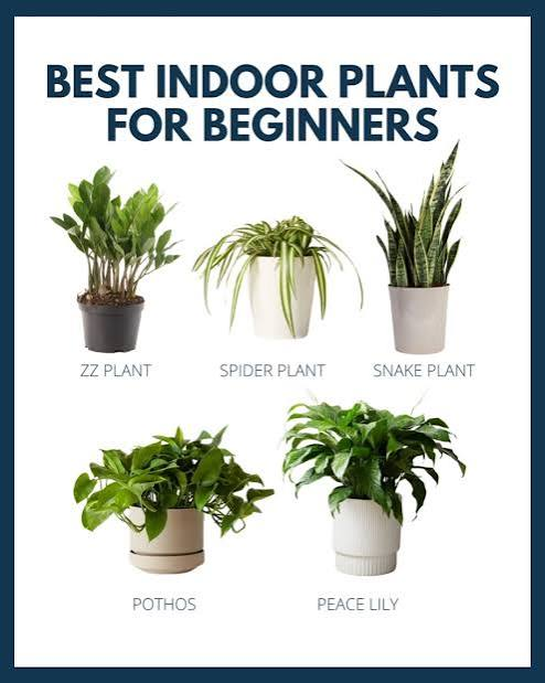 Best Indoor Plants Low Maintenance for Beginners