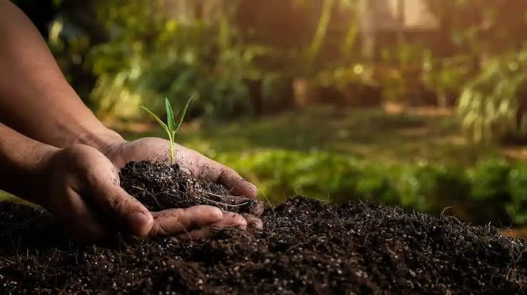Best Soil for Indoor Plants