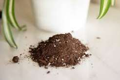 Best Soil for Indoor Plants