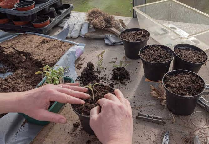Best Potting Soil Mixes for Vegetables