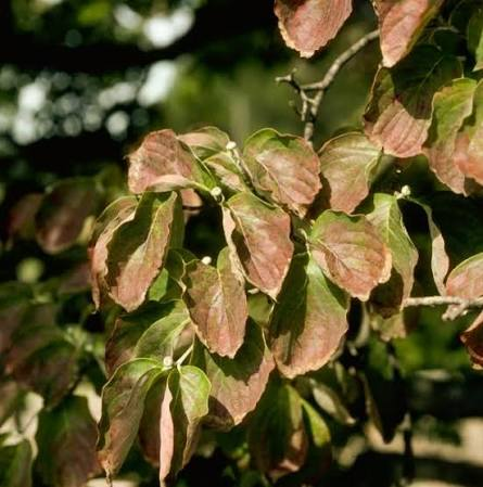 Dogwood Leaves Turning Brown
