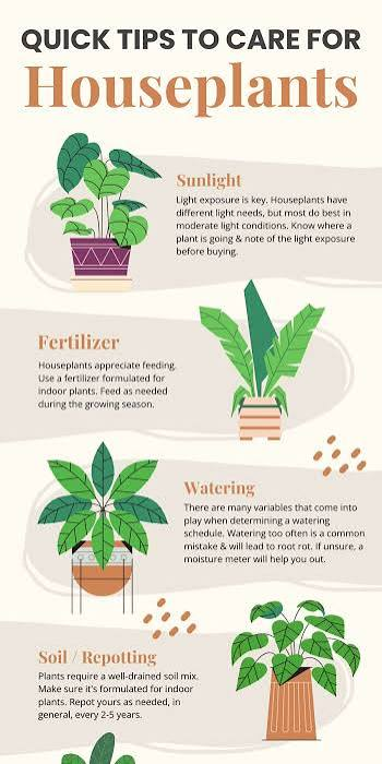 How to Care for Indoor Plants Low Maintenance