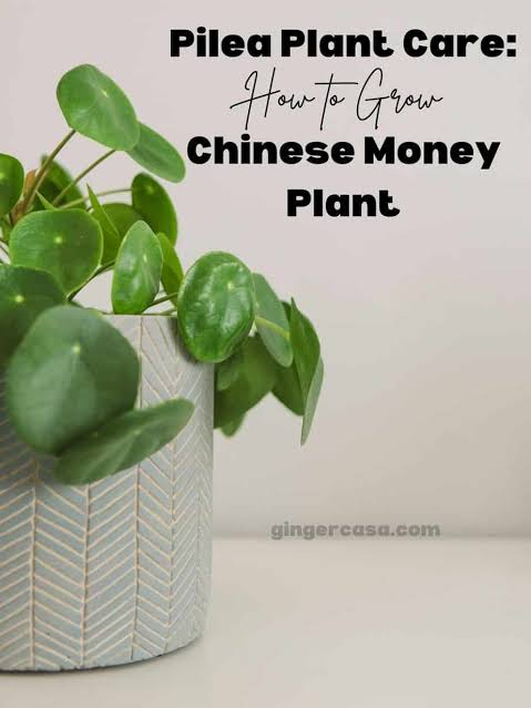Chinese Money Plant Care