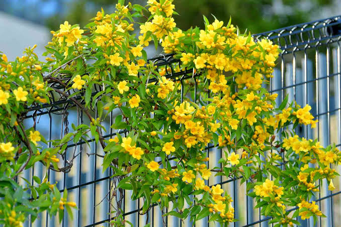 Fast Growing Climbing Plants