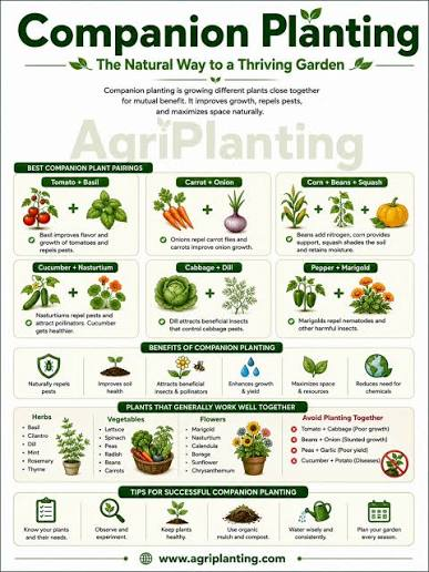 companion planting chart