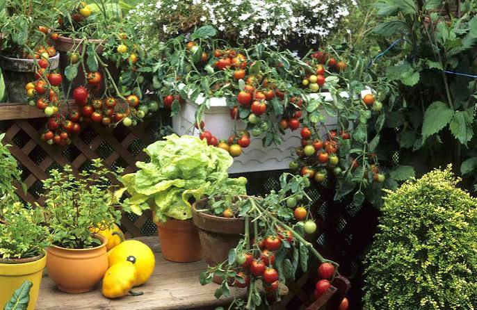 Growing Vegetables In Continers