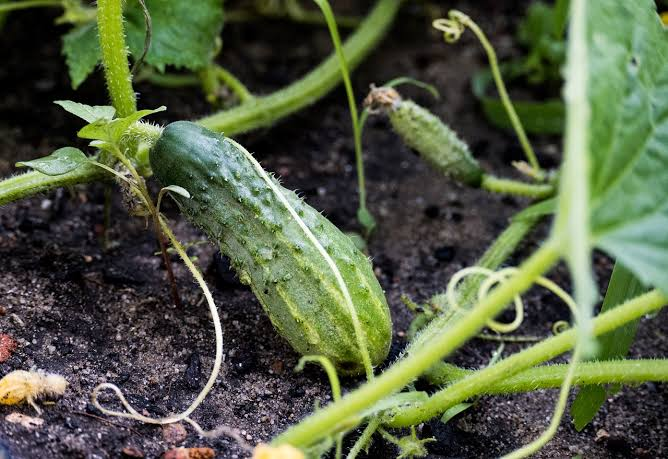 How Long Does It Take for Cucumbers to Grow