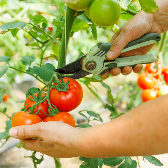 Pruning Container Tomatoes