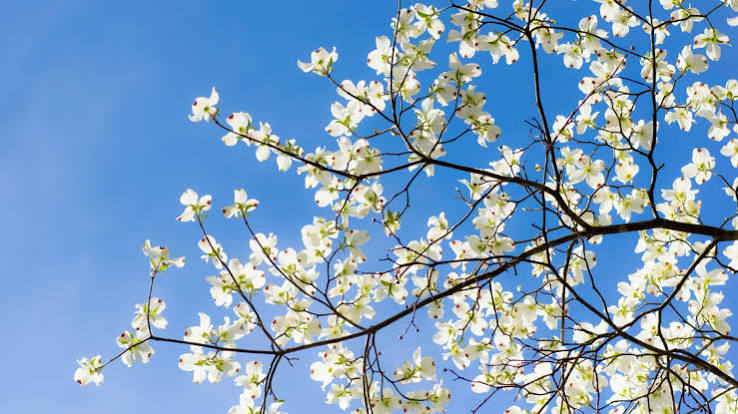 Dogwood Tree