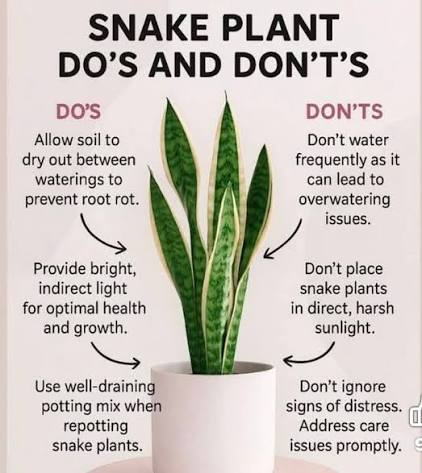 Snake Plant