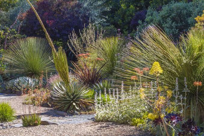 Establish Drought Plants