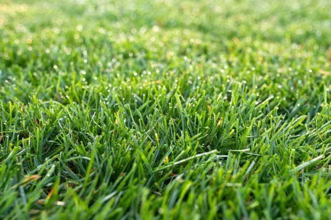 Best Grass Lawn 