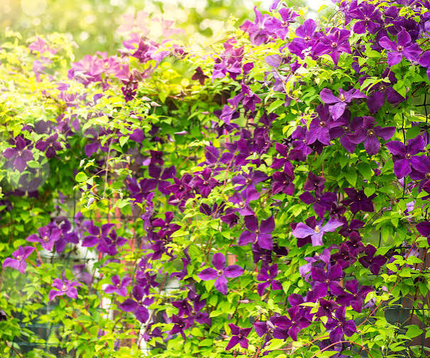 Fast Growing Climbing Plants
