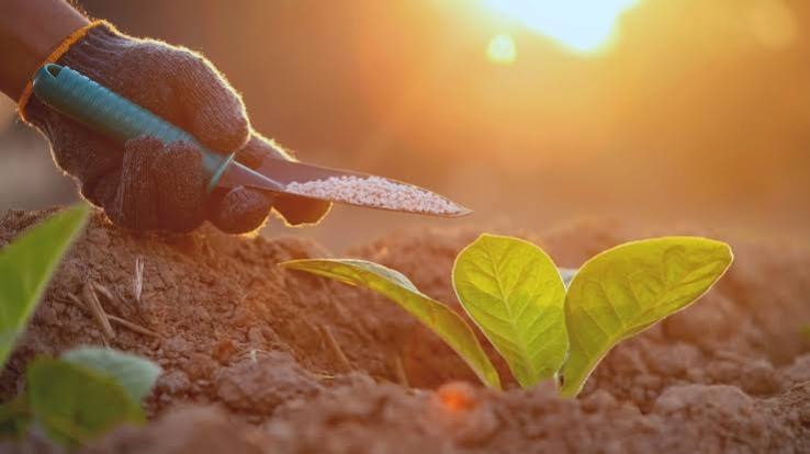 Fertilizing Your Raised Garden