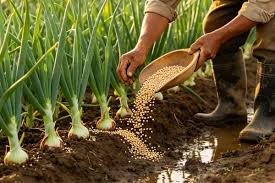 Fertilizing Green Onions