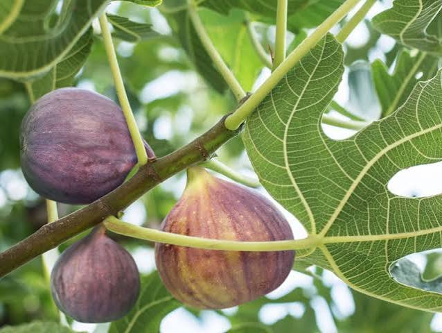 Edible Fig Tree Care