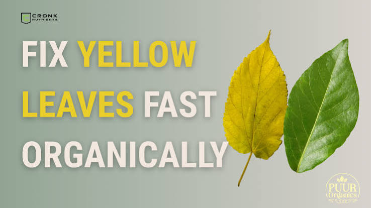 How to fix yellow plant leaves