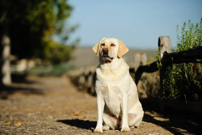  Dogs Use a Yard Without Grass