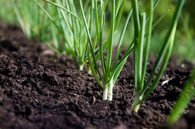 How to Grow Green Onions