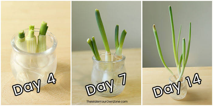 Green Onions Grow Indoors