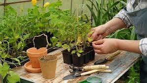 How to grow tomatoes