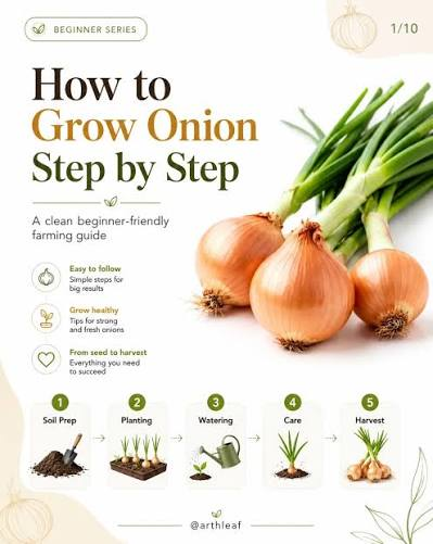How to Grow Onions
