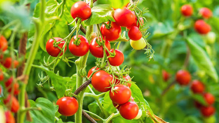 How to grow tomatoes