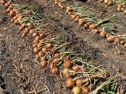 Harvest Onions