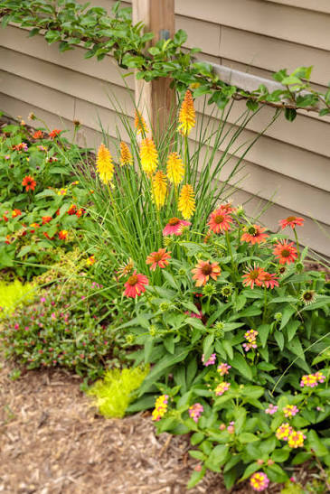 Plants for Hot Climate