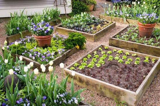 Raised Garden Bed