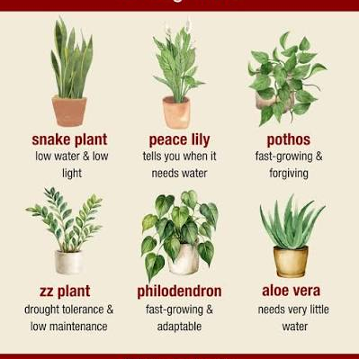 Fast growing indoor plants for home decoration