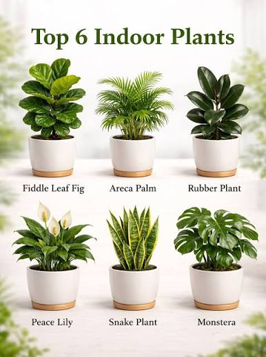 Indoor Plants