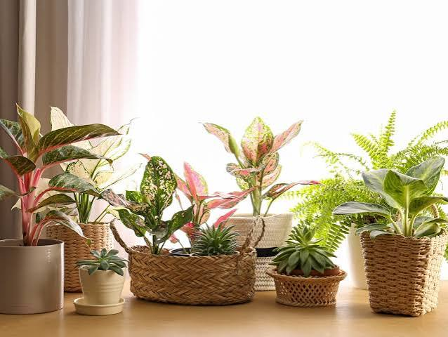 Low Maintenance Plants for Indoor Spaces