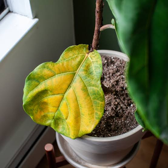 Why Are My Plant Leaves Turning Yellow