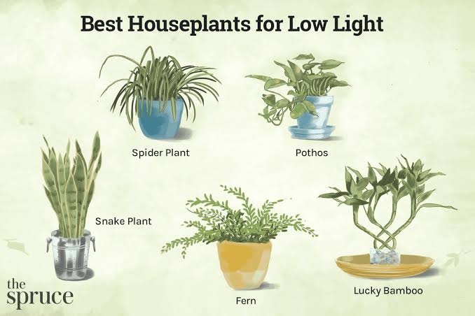 Low Light Houseplants