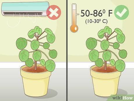 How Much Light Needs