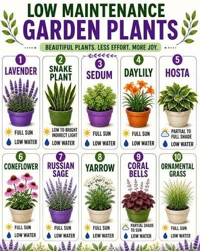 Low Maintenance Plants