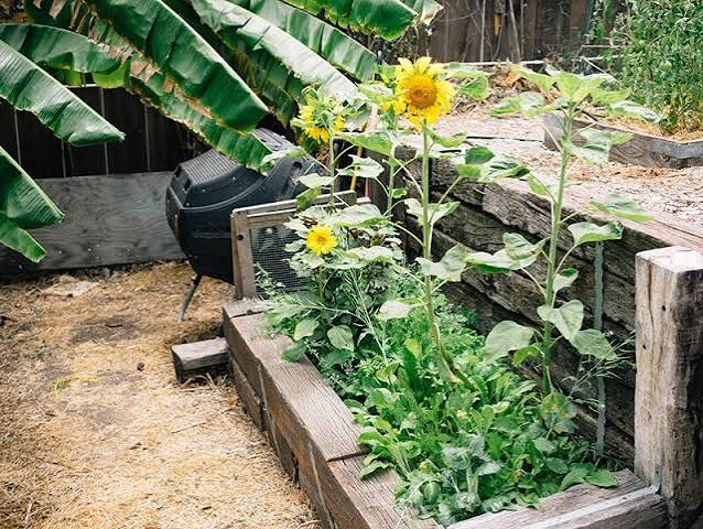 Common Gardening Mistakes