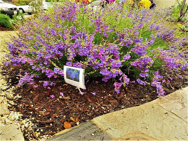 Mulching Native Plants