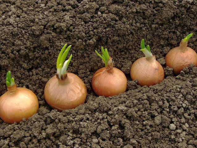 Grow an Onion From an Onion Bulb