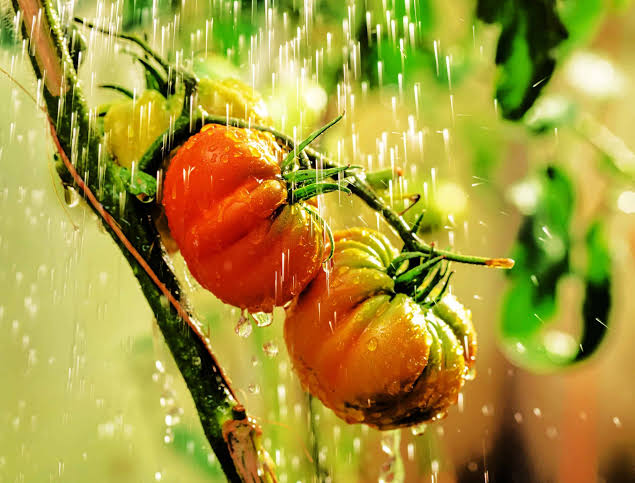 Overwatering Tomato Plants