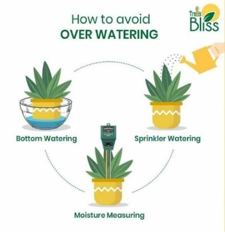 Avoid Overwatering