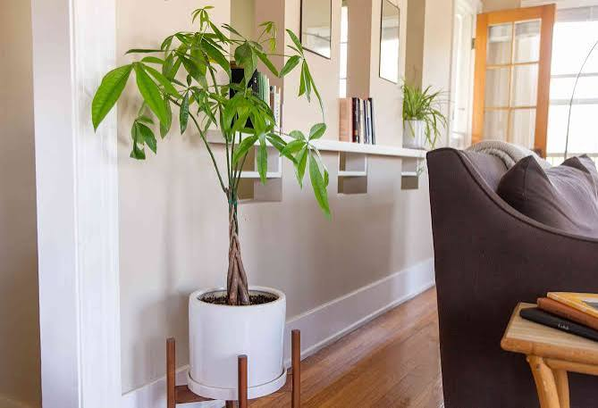 Money Tree Plant