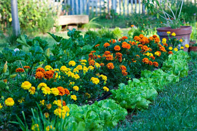 Companion Planting for Small Gardens