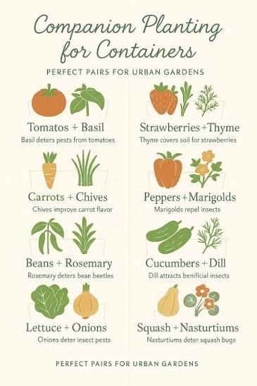 Companion Planting in Containers