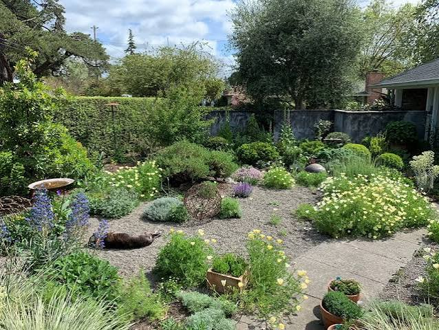 Drought-Tolerant Plants